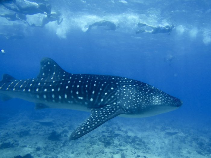 subaqua_whalesharksouthariatoll.jpg